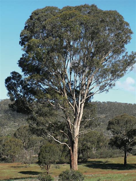 Eucalyptus melliodora - Trees and Shrubs Online