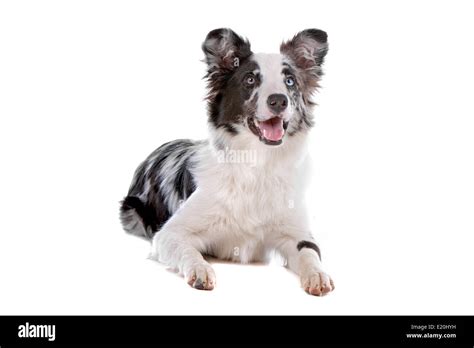 border collie sheepdog Stock Photo - Alamy