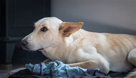 Leer Stress Signalen Bij Jouw Hond Herkennen En Help Hem