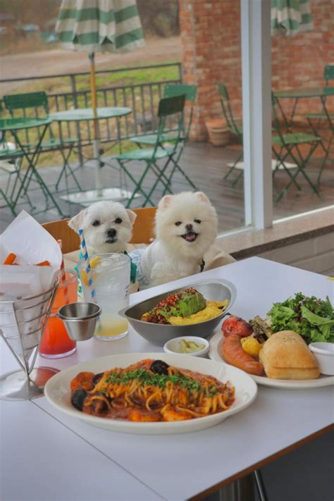 남양주 애견동반식당 강아지랑 서울근교 볶음밥 파스타 브런치 맛집 수풀사이 네이버 블로그