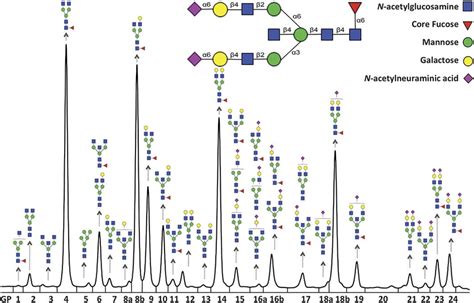 Uplc Analysis Of Igg Glycosylation Each Igg Contains 1 Conserved