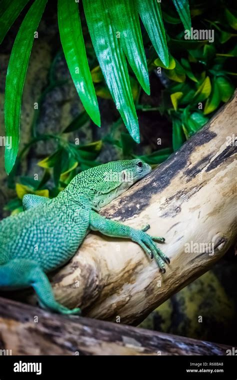 Small Green Lizard Stock Photo Alamy