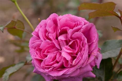 Rosa Bernadette Lafont® SAUvachild