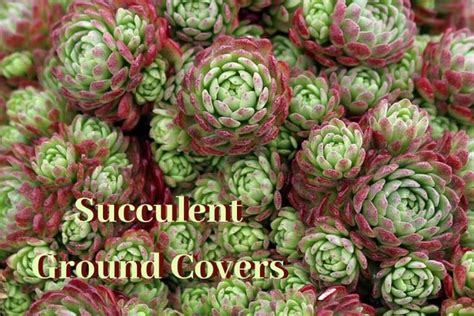 Rosette Succulent Types Identification And Infographic The