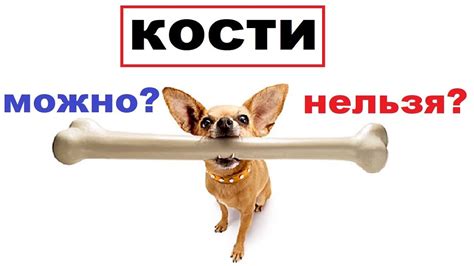 Можно ли собакам давать кости. Кости для собак - YouTube