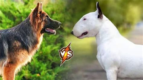 German Shepherd Vs Bull Terrier Who Is Stronger Youtube