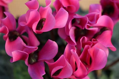 Cyclamen Flowers Pink Color - Free photo on Pixabay - Pixabay