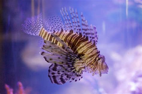 Poisonous lionfish stock image. Image of beautiful, displayed - 62814203