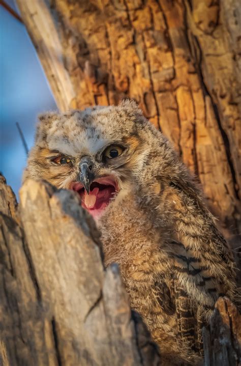 Young Great Horned Owl Sticking Out Tongue Backcountry Gallery