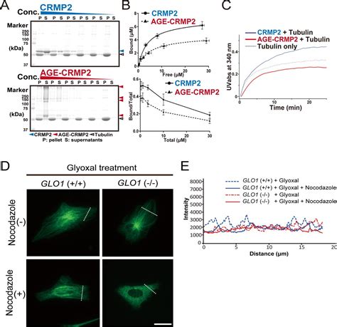 Enhanced carbonyl stress induces irreversible multimerization of CRMP2 ... 