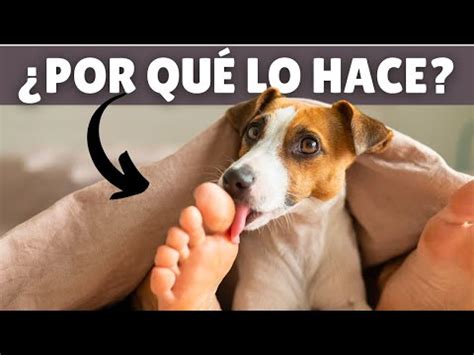 D Jame Explicarte Por Qu Tu Perro Te Lame Los Pies Razones Y