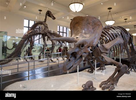 Dinosaur Bones Fossils High Resolution Stock Photography and Images - Alamy