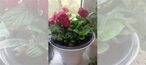 Комнатные растения купить в Магнитогорске | Товары для дома и дачи | Авито