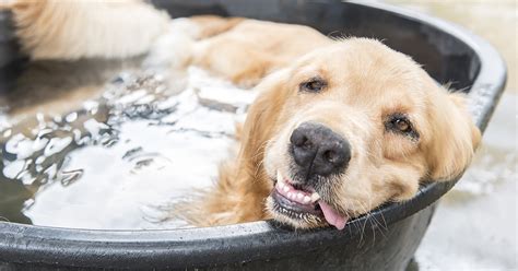 How To Keep Your Dog Cool Inside