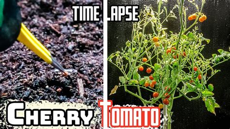 Growing Cherry Tomato Time Lapse Seed To Fruits In Days Youtube