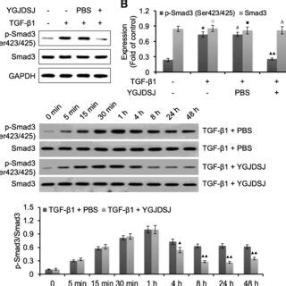 Effects Of Ygjdsj On Tgf Induced Morphological Changes Bel