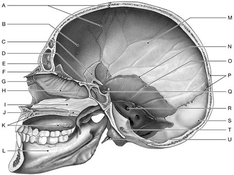 Skull Lateral View Diagram Quizlet