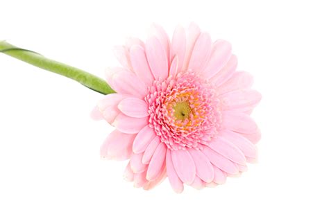 Gerber Daisy Facebook Cover Photos