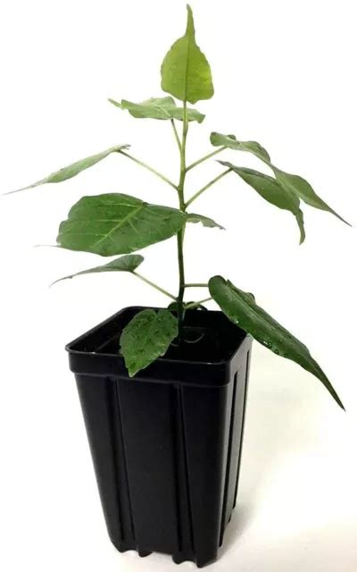 Ficus Religiosa Bodhi Tree Fig Bodhi Tree Ficus Plant Leaves Indoor