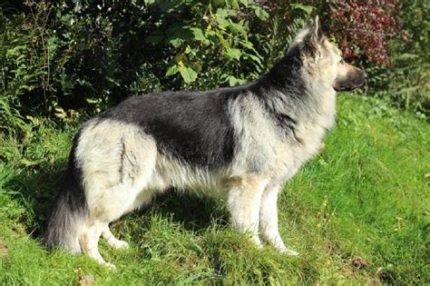 Chien Berger Allemand Poil Long Follow De La L Gende Du Loup Noir