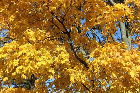 Yellow Maple Leaves On A Tree In Autumn In Krestovsky Park In St ...