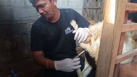 Proses Kawin Suntik Kambing Domba Jogjakarta Wongternak Youtube