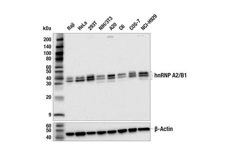 Hnrnp A B Antibody Cell Signaling Technology