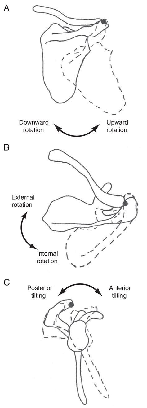 Scapular motions from (A) posterior (upward/downward rotation); (B ...