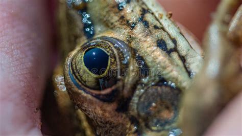 Closeup Selective Focus Shot of a Frog Eye Stock Photo - Image of small ...