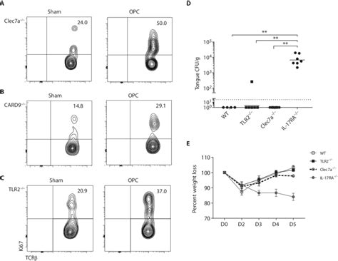 Tlr2 And Dectin 1 Are Dispensable For C Albicans Induced Proliferation Download Scientific