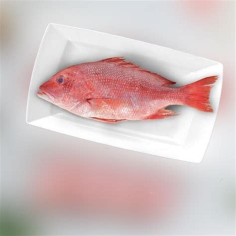 Fresh Red Snapper In Dubaisharjah