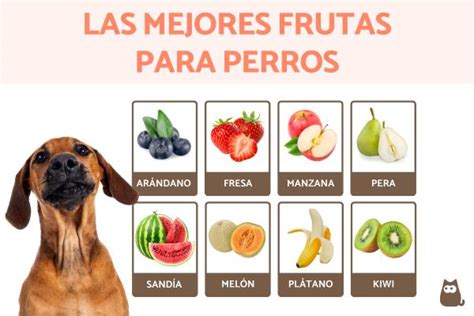 Frutas Y Verduras Recomendadas Para Perros 2022