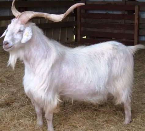 15 Best Goat Breeds For Meat In World For Your Farms Profit Sand