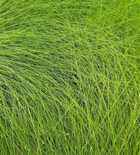 giant hairgrass eleocharis montevidensis  aquarium grass plant