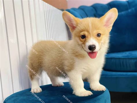 Chó Corgi trắng vàng mã CG145 tại cửa hàng PetHouse