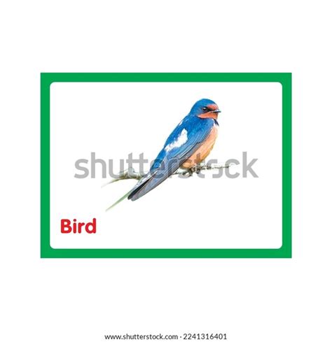 Bird Flash Card Printable Used Many Stock Vector (Royalty Free ...