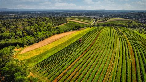 Weinlese Weingut Obetzhauser Stillfried Und Grub