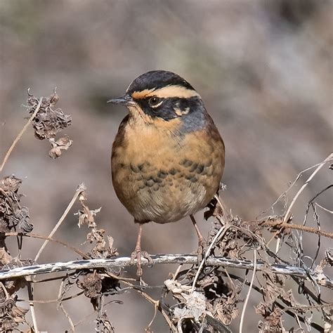 Siberian Accentor Mike Friel Flickr