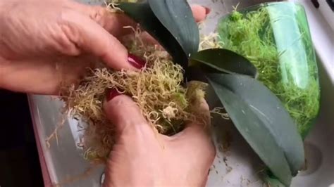 Reviva su orquídea con este método efectivo y comprobado La orquídea