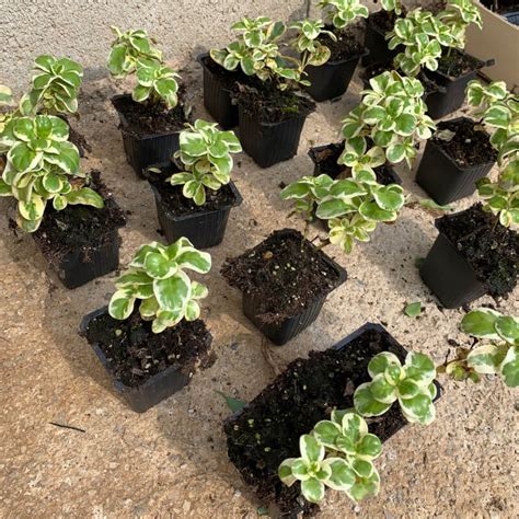 Plantas De Planta Espejo Marble Queen Coprosma Repens Marble