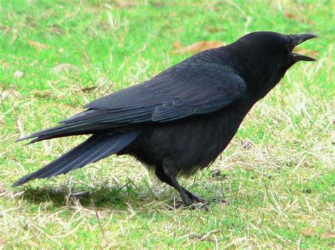 American Crow "Corvus brachyrhynchos" | Boreal Songbird Initiative