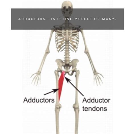 Adductor Muscles — On The Move Physical Therapy & Pilates