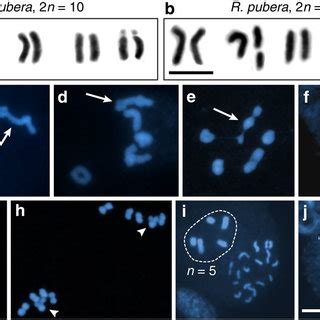 Evidence From Automixis With Inverted Meiosis For The Maintenance Of Sex By Loss Of Complementation