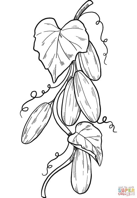 Cucumber Plant coloring page | Free Printable Coloring Pages