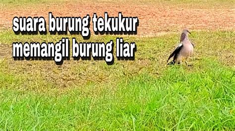 Suara Burung Tekukur Pikat Memanggil Burung Tekukur Liar Memikat