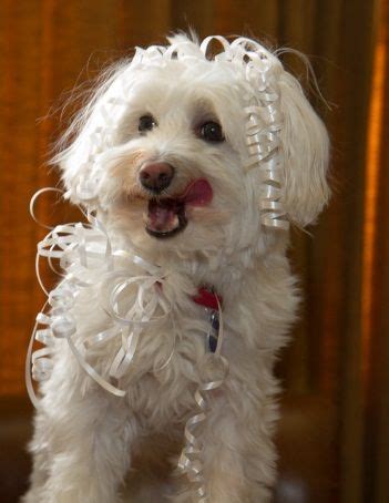 1000+ images about Havanese Rescue Dogs on Pinterest