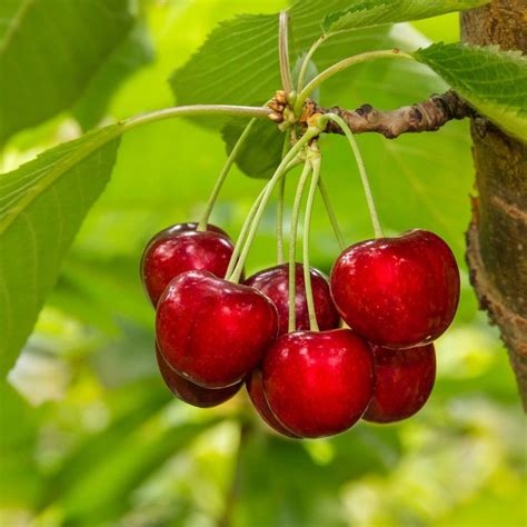 Cherry Trees For Sale Order Fruit Trees Raintree Nursery