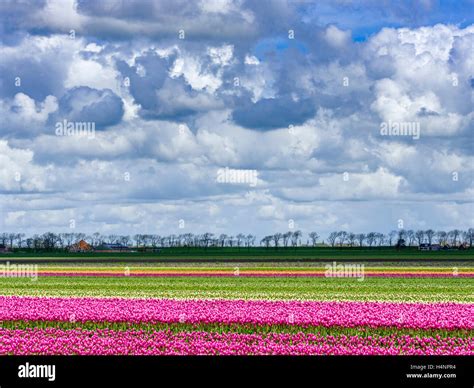 Tulip fields in the Netherlands Stock Photo - Alamy