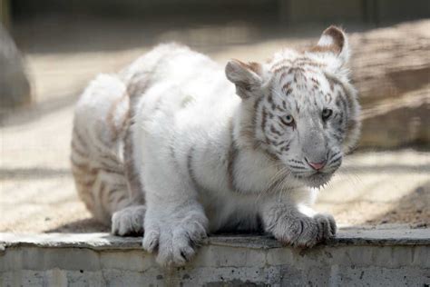 宇都宮動物園 ホワイトタイガーの双子 その1 イルカカメラとわんわんwinとねこmac 楽天ブログ