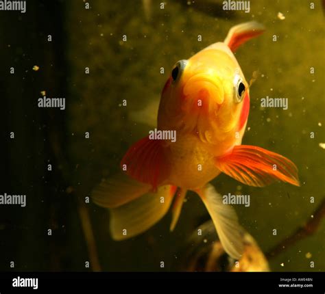 Saras Comet Goldfish Goldfish Stock Photo Alamy